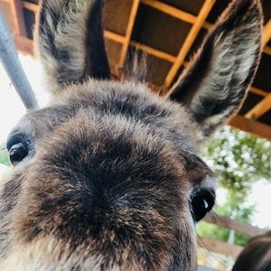 Meet your Posher, Sharee